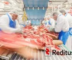 Mėsos išpjaustytojai – darbas Norvegijoje (1283)