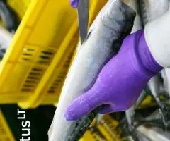 Produkcijos darbuotojai (žuvies fabrikas) – darbas Norvegijoje (1908)