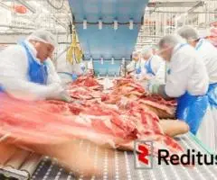 Mėsos išpjaustytojai – darbas Norvegijoje (1910)